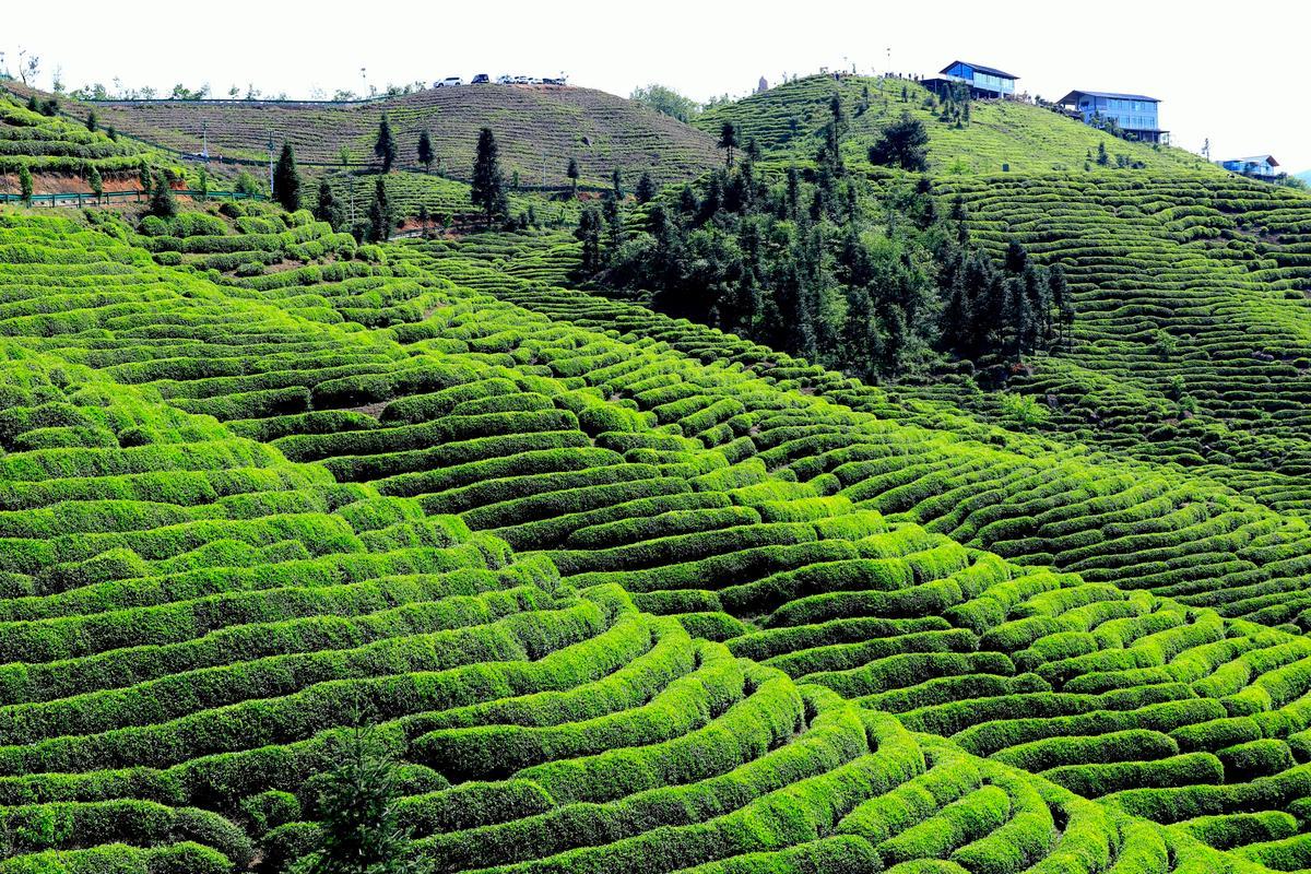 汉中茶叶(家乡代言)